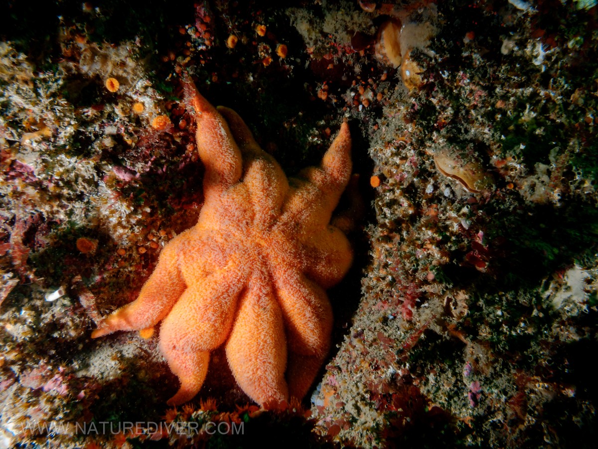 Northern Sun Star (Solaster endica)