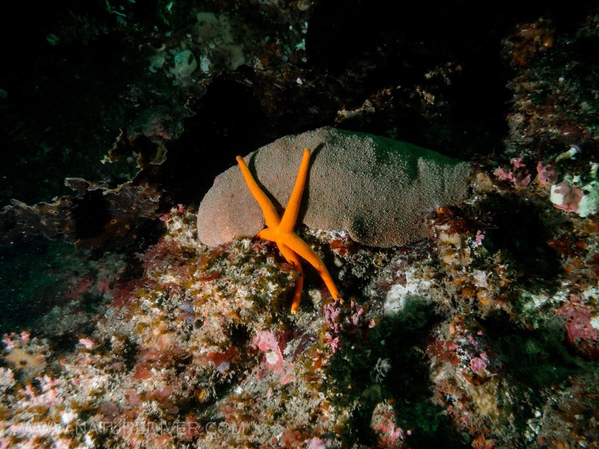 Giant Pacific Chiton (Cryptochiton stelleri) eating a Blood Star?