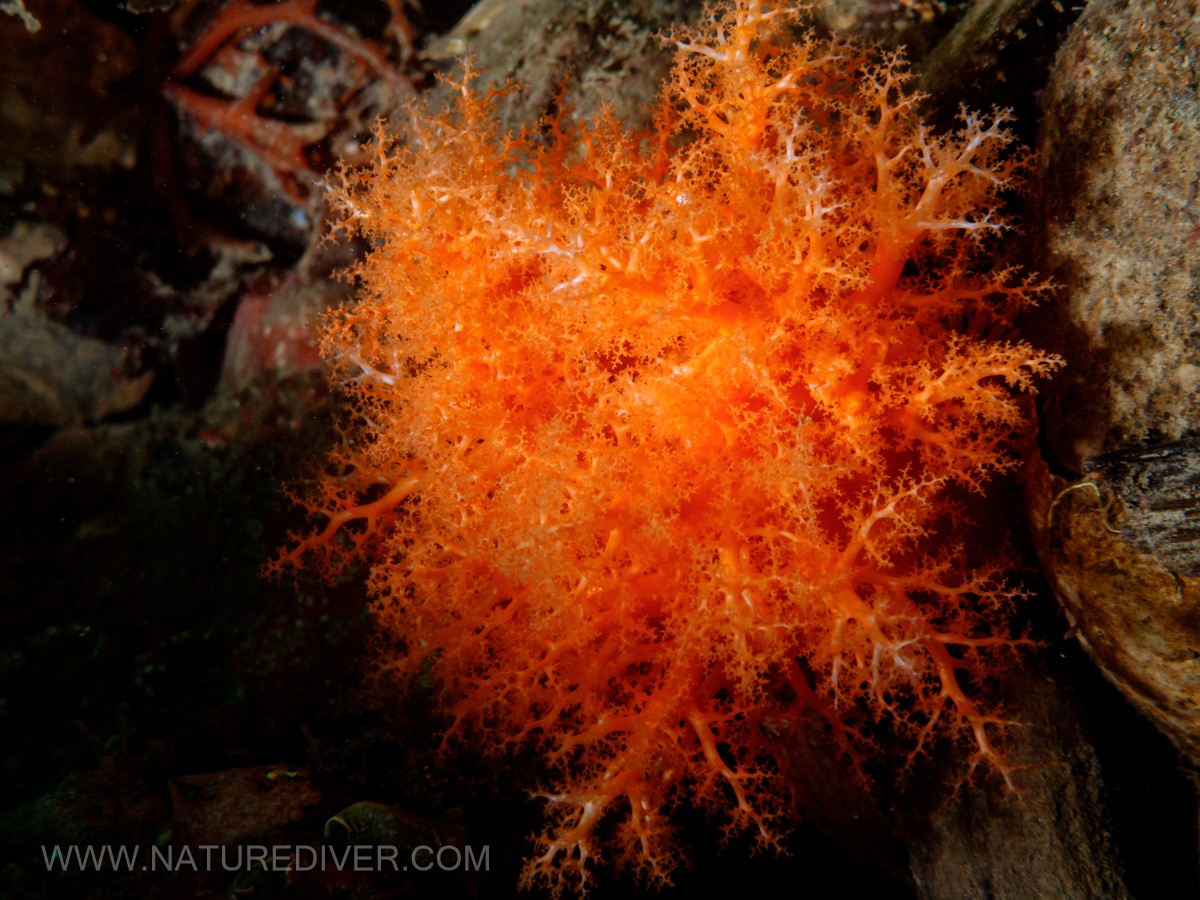 Red Sea Cucumber (Cucumaria miniata)