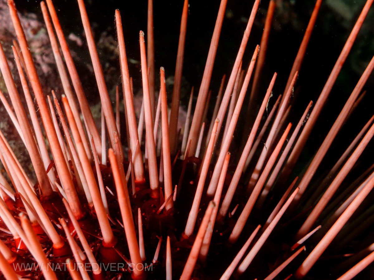 Red Sea Urchin (Strongylocentrotus franciscanus)