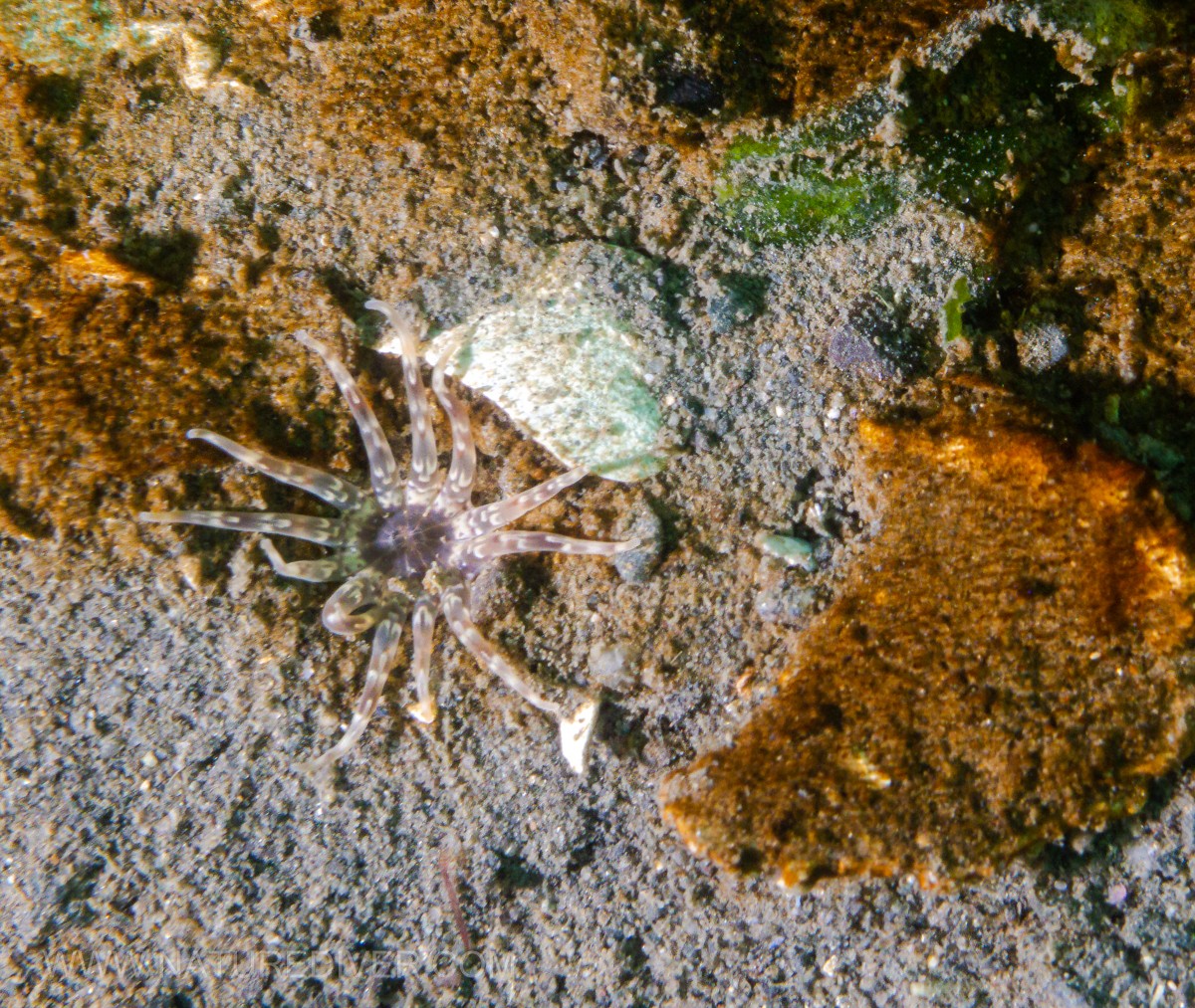 Jelly-Dwelling Anemone (Peachia quinquecapitata)