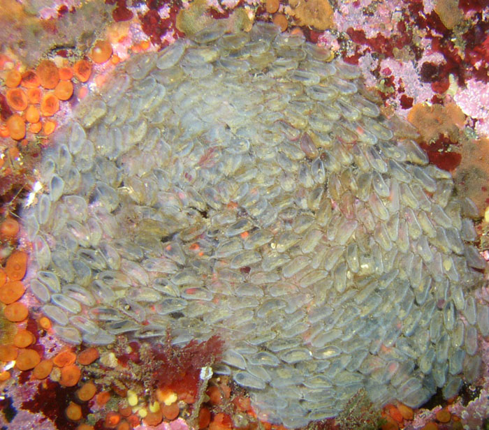 Hairy or Oregon Triton eggs