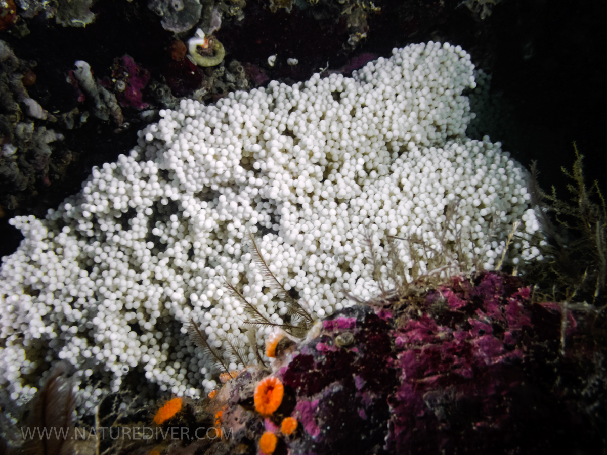 Ling Cod (ophiodon elongatus) Eggs