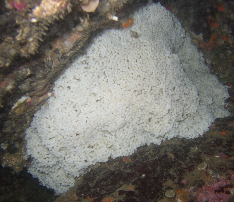 Ling Cod Eggs