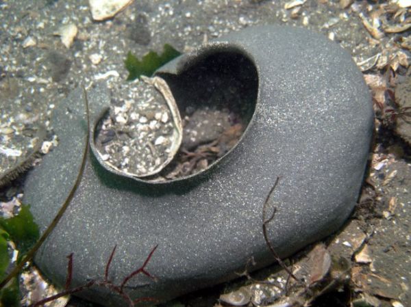 Moon Snail (Polinices lewisii) eggs