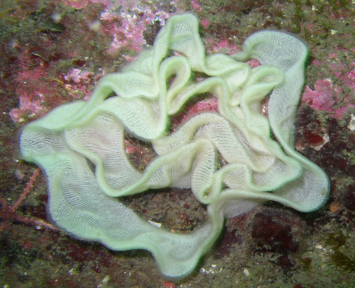 Nudibranch eggs