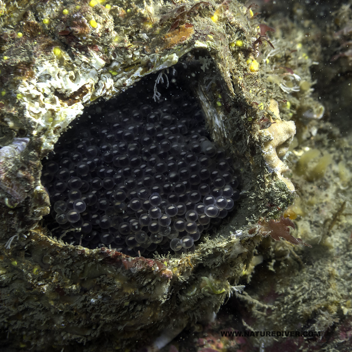 Fish eggs in Giant Barnacle