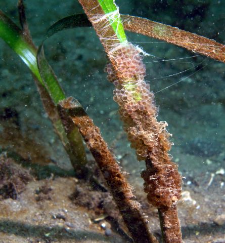 Unknown Eggs on Eelgrass