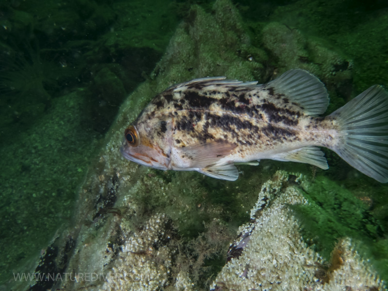 Brown Rockfish (Sebastes auriculatus)