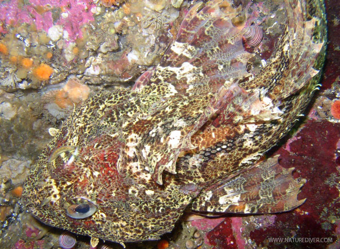 Buffalo Sculpin (Enophrys bison)