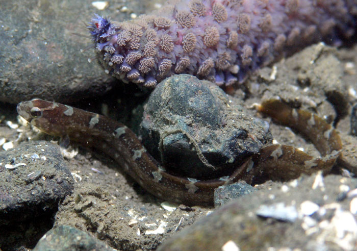 Crescent Gunnel (Pholis laeta)