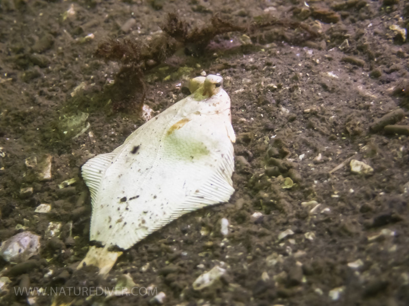 English Sole (Parophrys vetulus) - juvenile