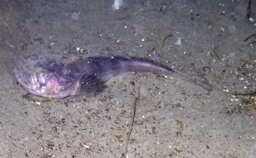 Giant Wrymouth (Delolepis gigantea)