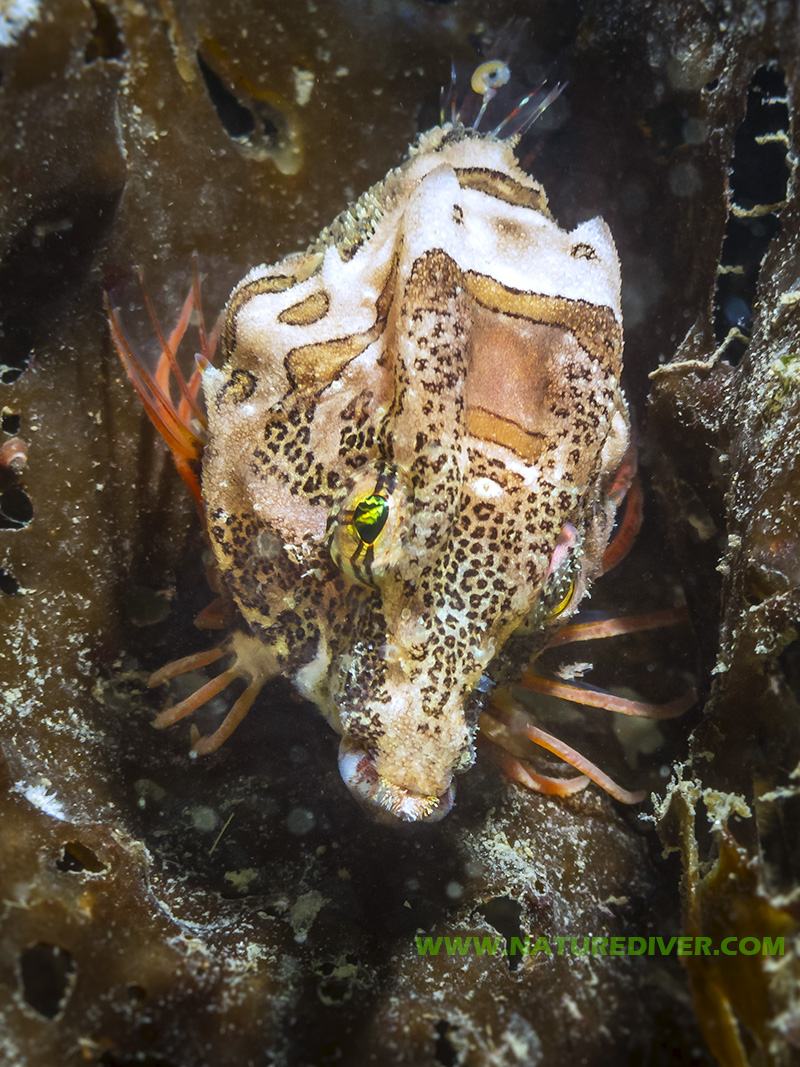 Grunt Sculpin (Rhamphocottus richardsonii) 2