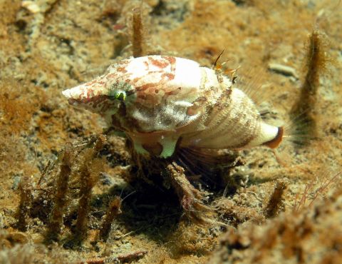 Grunt Sculpin (Rhamphocottus richardsonii)