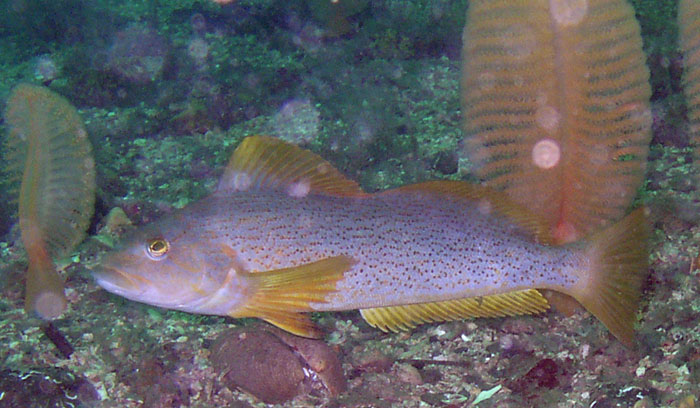 Kelp Greenling (Hexagrammos decagrammus)-female