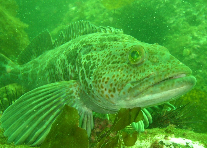 Ling Cod (Ophiodon elongatus)