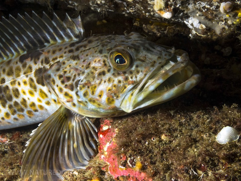 Ling Cod (Ophiodon elongatus)