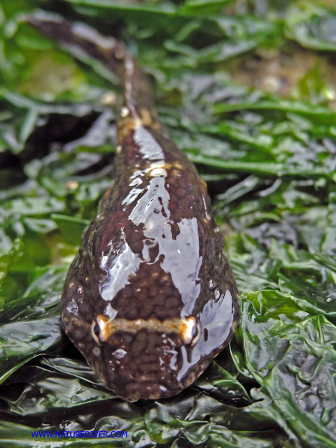 Northern Clingfish (Gobiesox maeandricus)