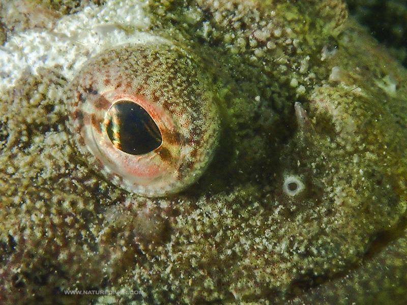 Buffalo Sculpin (Enophrys bison)