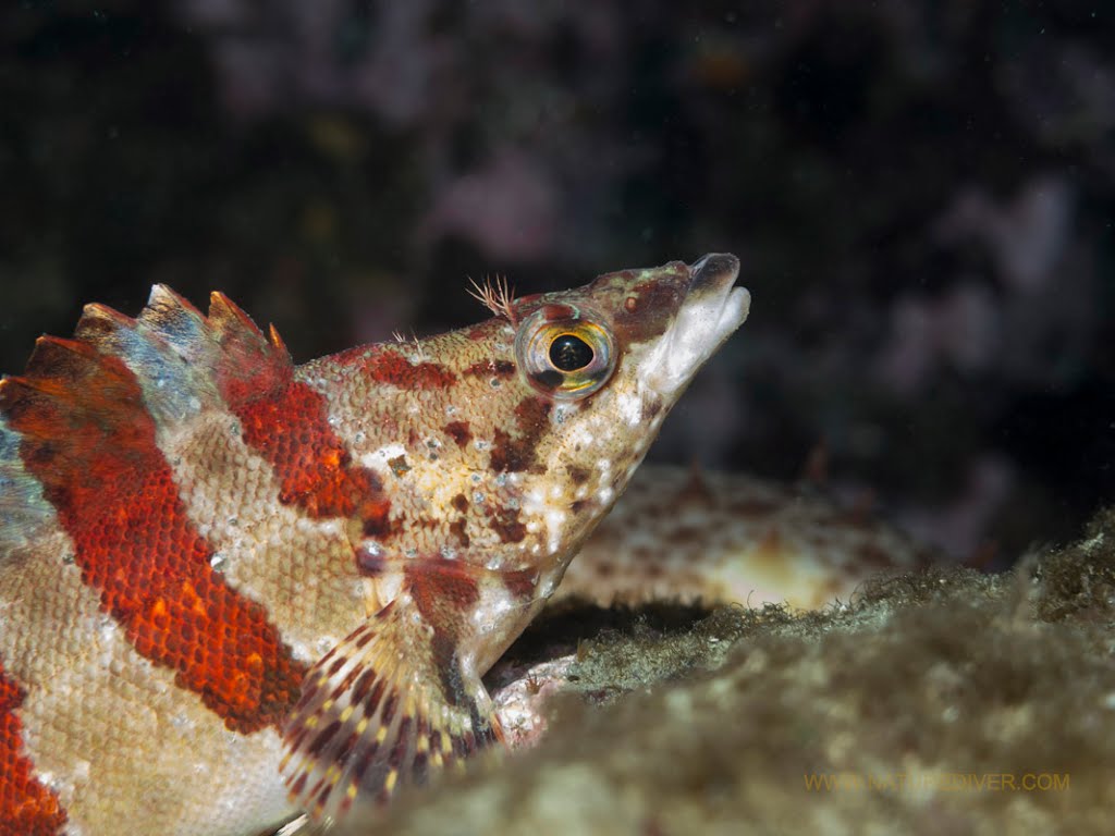 Painted Greenling (Oxylebius pictus)