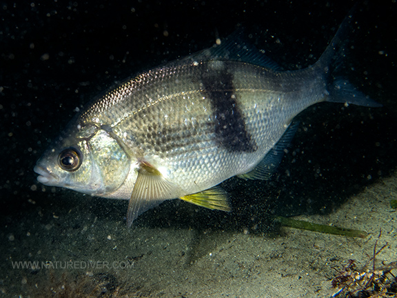 Pile Perch (Rhacochilus vacca)