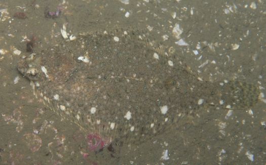 Rock Sole (Lepidopsetta bilineata)