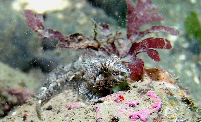 Scaleyhead Sculpin (Artedius harringtoni)