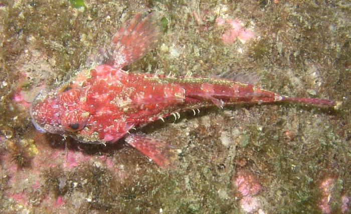 Scalyhead Sculpin (Artedius harringtoni)