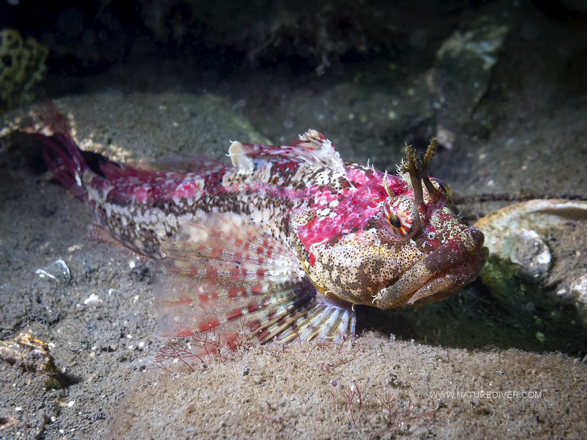 Scalyhead Sculpin (Artedius harringtoni)2