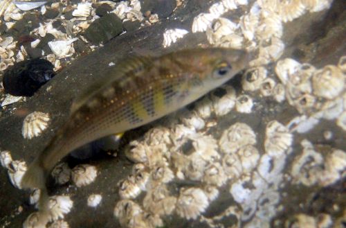 Shiner Perch (Cymatogaster aggregata)