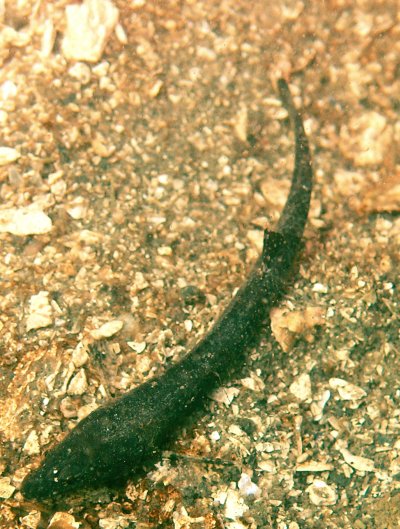 Smooth Alligatorfish (Anoplagonus inermis)