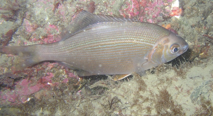 Striped Perch (Embiotoca lateralis)