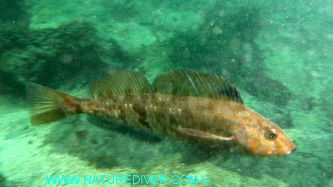 Whitespotted Greenling (Hexagrammos stelleri)