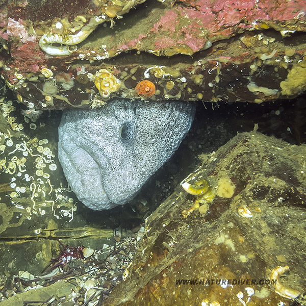 Wolf Eel (Anarrhichthys ocellatus) - Adult