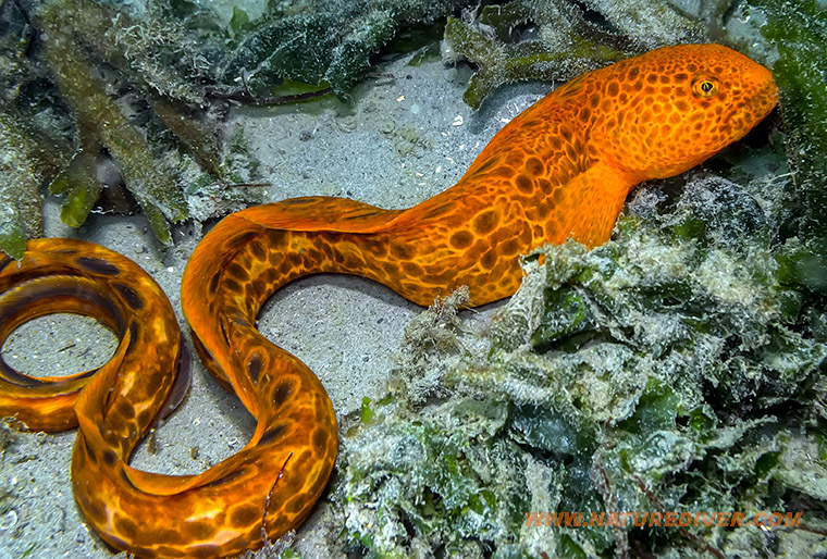 Wolf Eel (Anarrhichthys ocellatus) - Juvenile