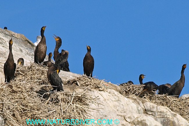 Double-crested Cormorant (Phalacrocorax auritus)