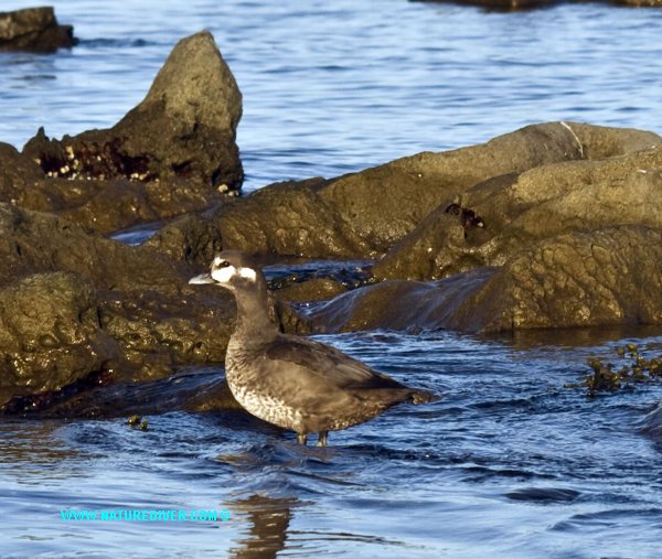 Harlequin Duck (Histrionicus histrionicus) - female