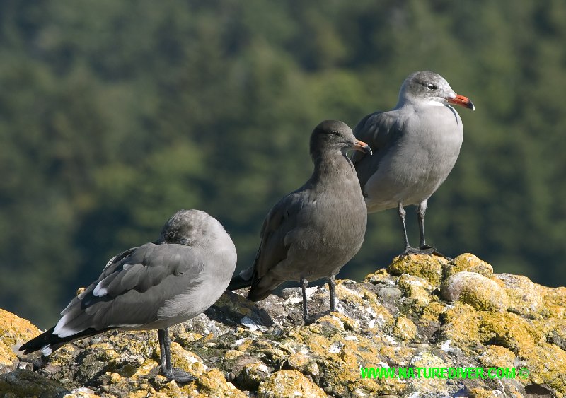 Heermanns Gull (Larus heermanni)