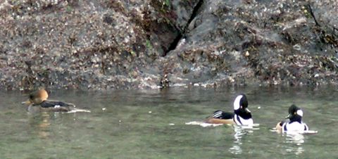 Hooded Merganser - male and female