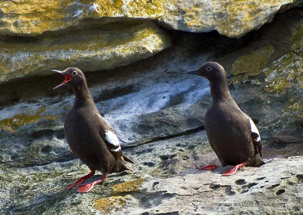 Pigeon Guillemot (Cepphus columba)