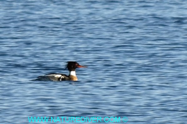 Red-breasted Merganser (Mergus serrator) - male