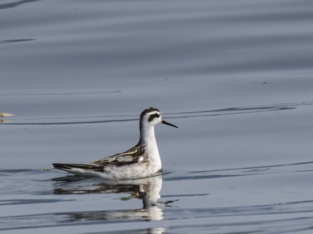 Red-necked Phalarope (Phalaropus lobatus)