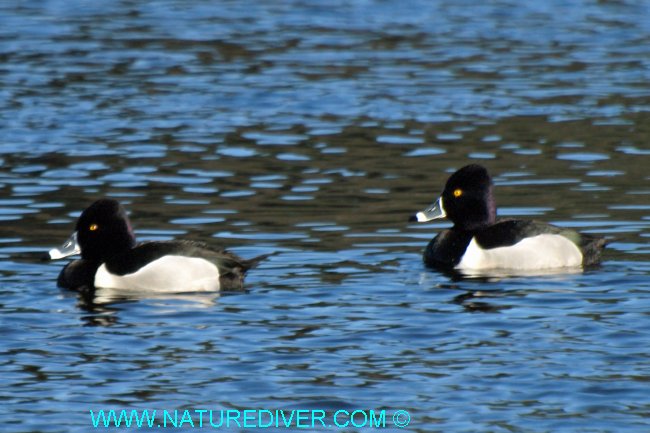 Ring-Necked Duck (Aythya collaris)