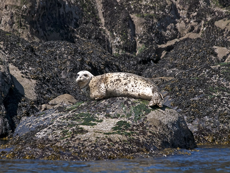 Harbour Seal (Phoca vitulina)