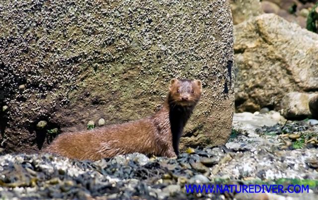 Mink (Mustela vison)