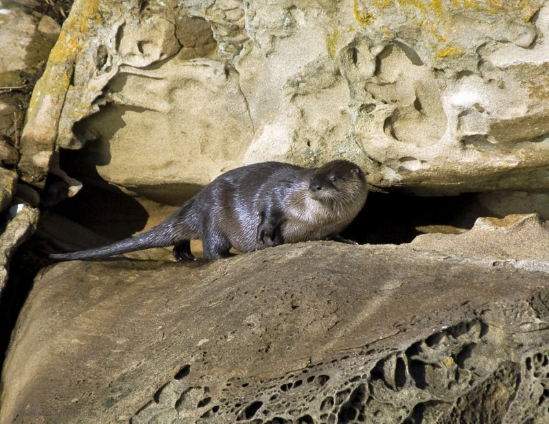 North American River Otter (Lontra canadensis)