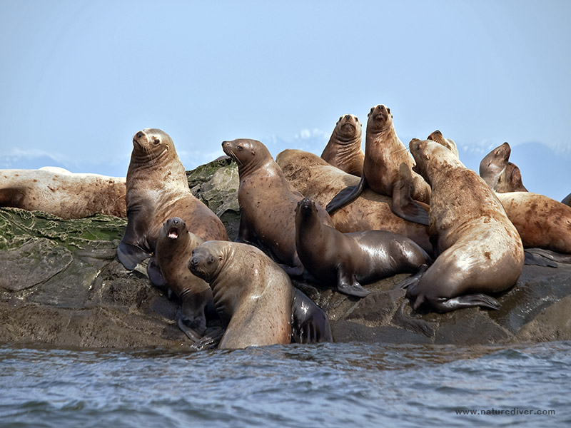 Steller Sea Lion (Eumetopias jubatus)