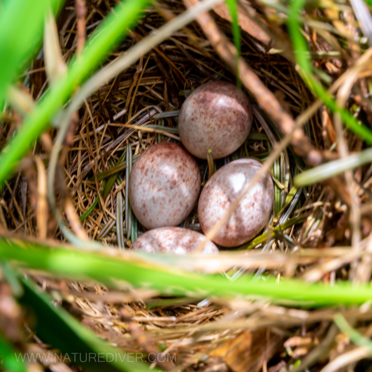 P4270006 Towhee Eggs Apr 27