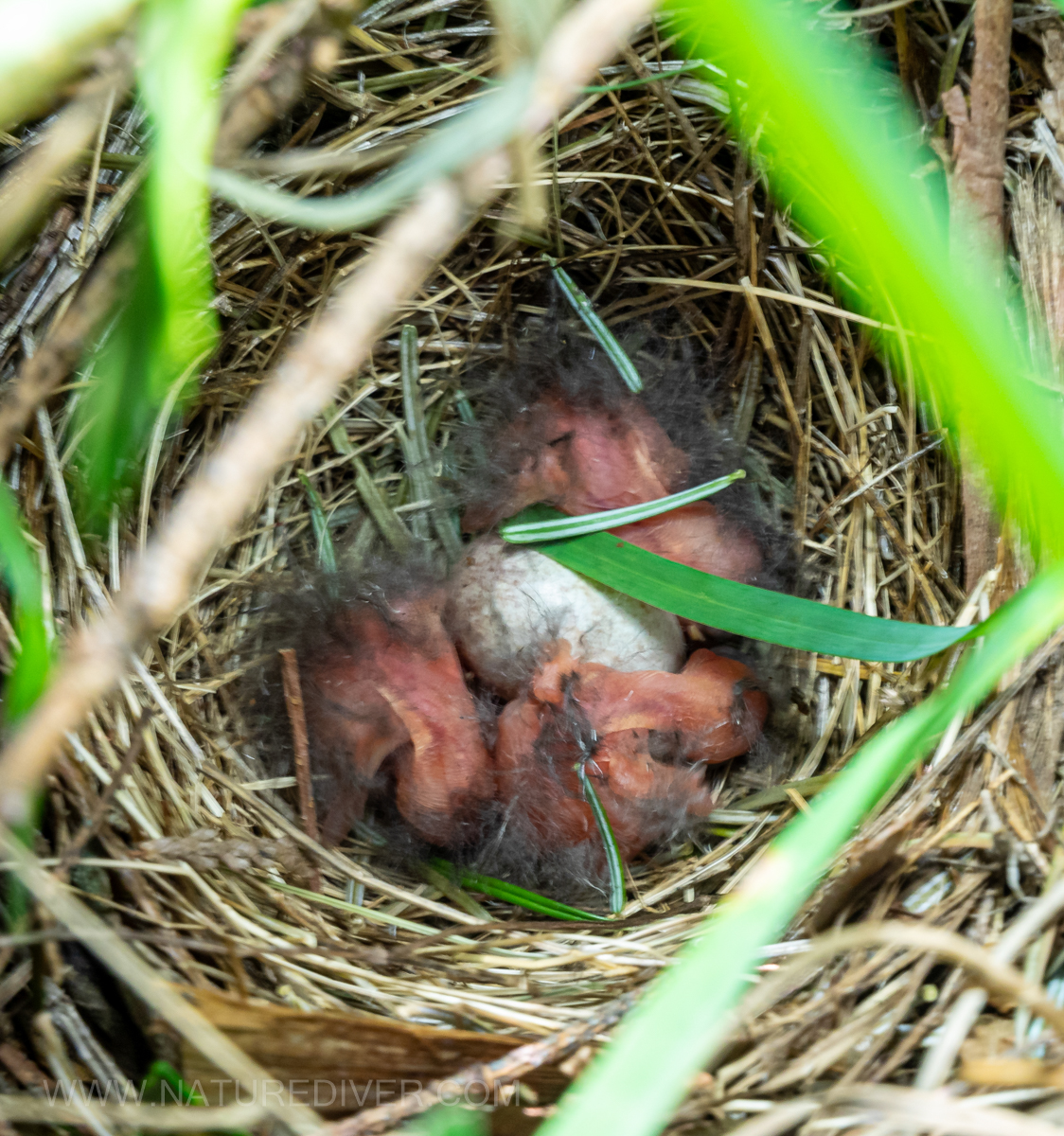 P5050017 Towhee hatchlings May 5